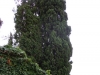 DSCN6005