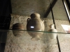 DSCN2464