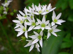 Allium ursinum 5.jpg_200655174517_Allium ursinum 5